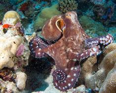 Palau Scuba Diving Holiday. Octopus.